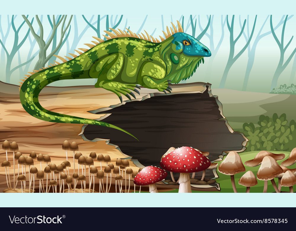 Iguana standing on the log
