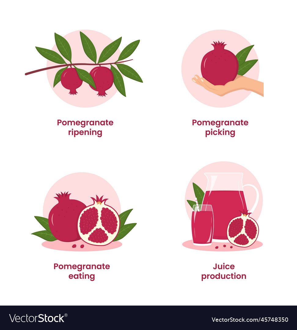 Path of the pomegranate from branch Vector Image Path of the pomegranate from branch