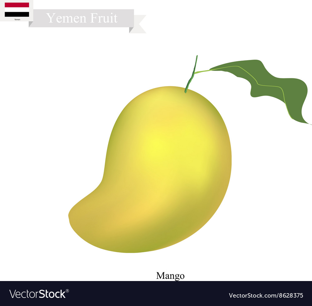 Fresh mango a famous fruit in yemen Royalty Free Vector