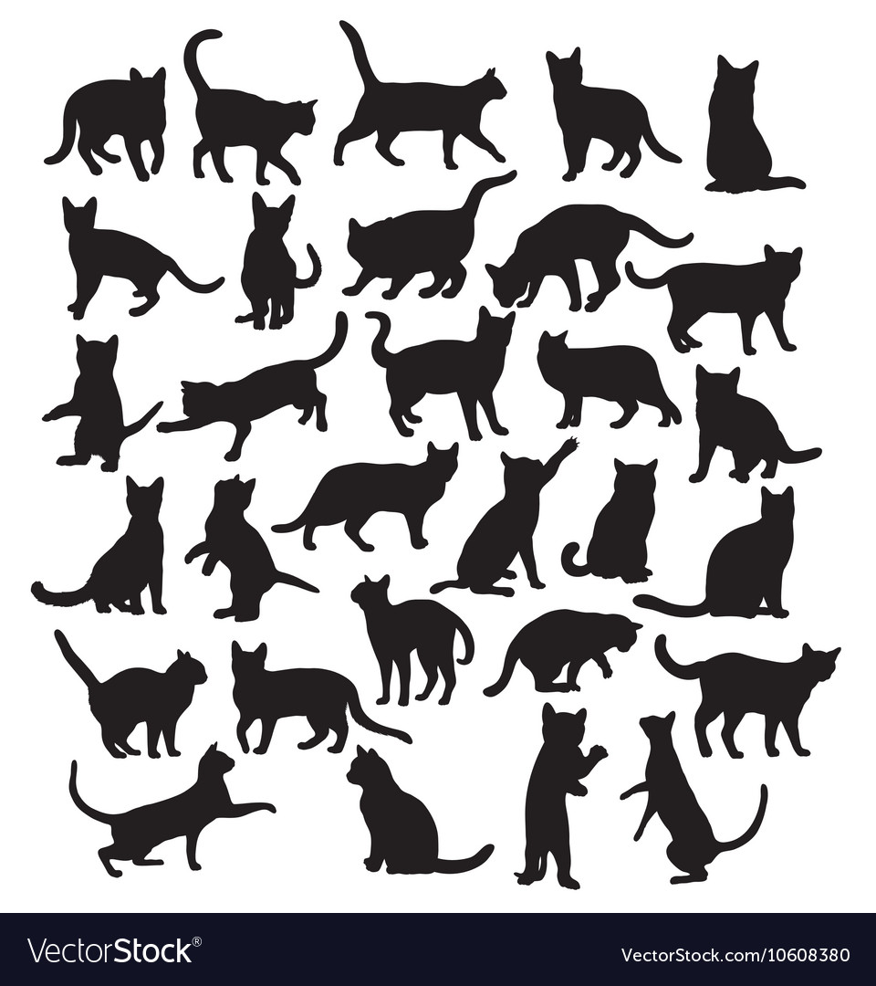 Cat pet animals Royalty Free Vector Image - VectorStock