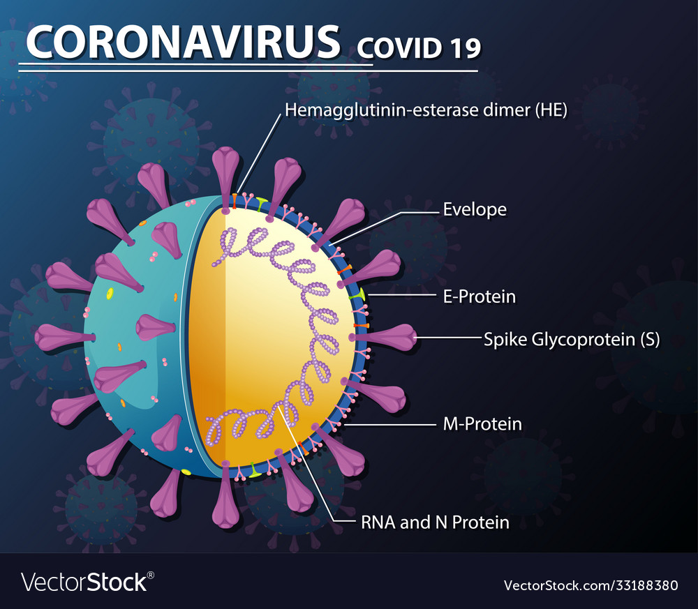 Diagram corona virus particle structure
