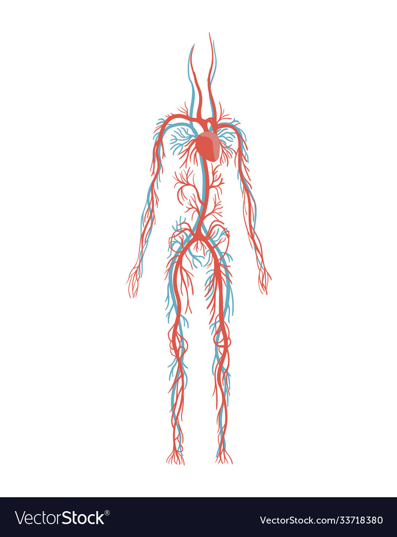 Weibliche Arterial System-Diagramm