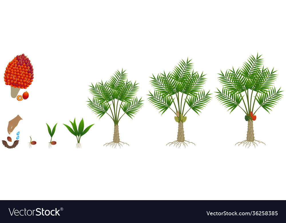 Oil Palm Tree Life Cycle Natalie Macleod