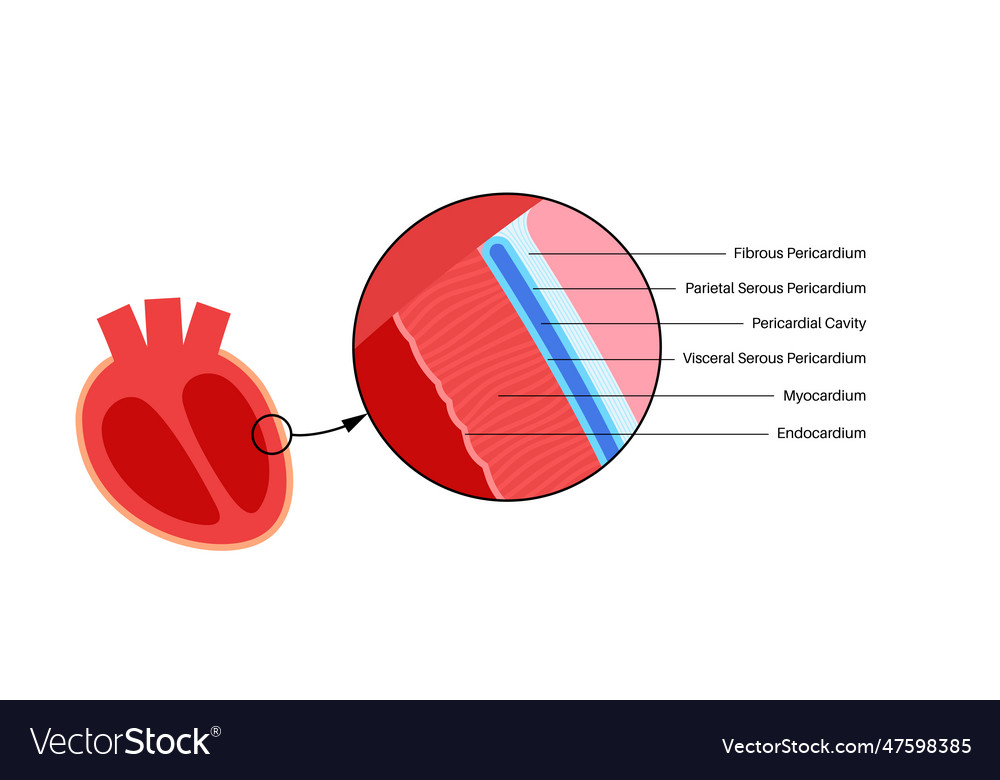 Heart Wall Anatomy Royalty Free Vector Image - Vectorstock