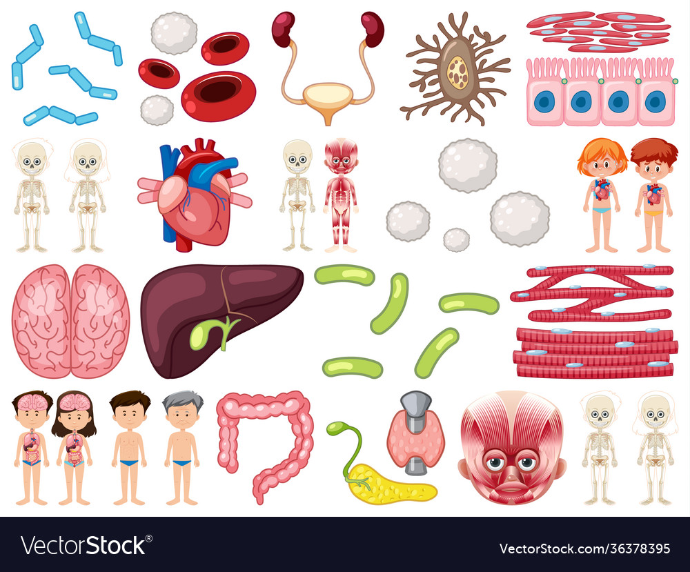 Set human inner organs isolated on white