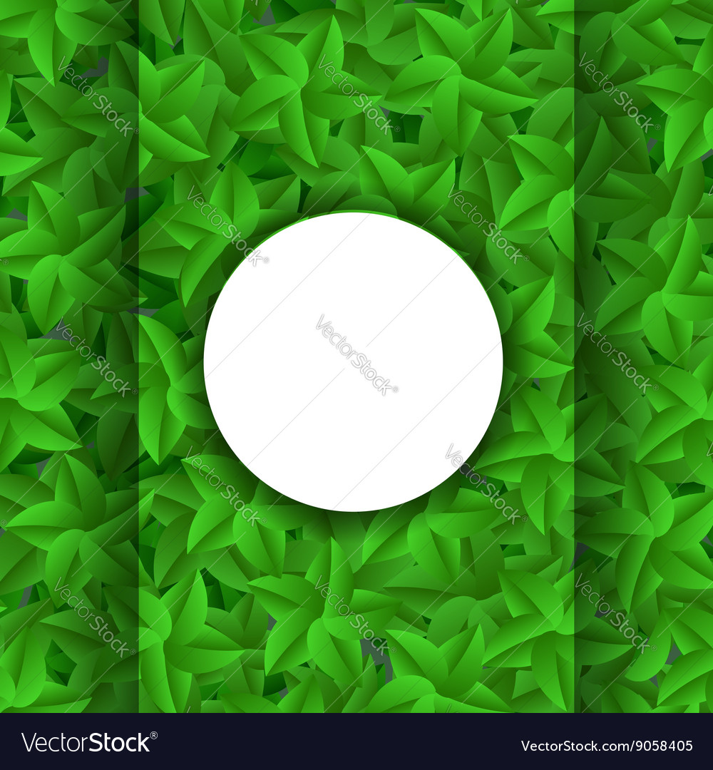 Green leaves pattern evergreen hedgegrow