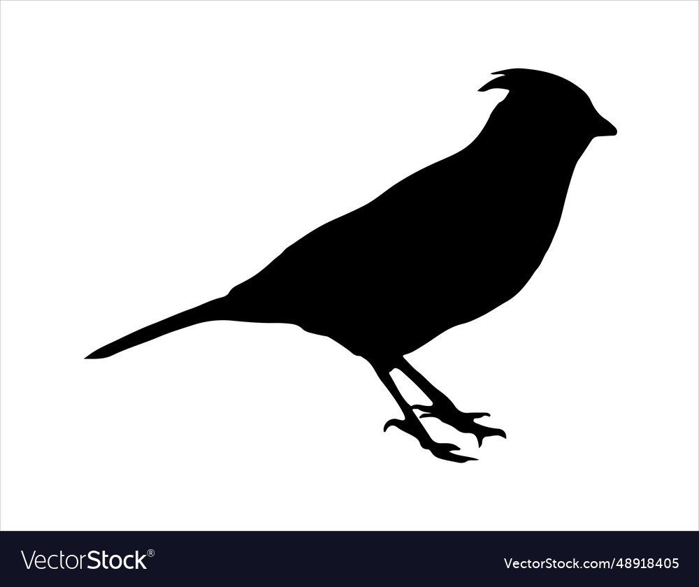 Woodpecker silhouette art Royalty Free Vector Image