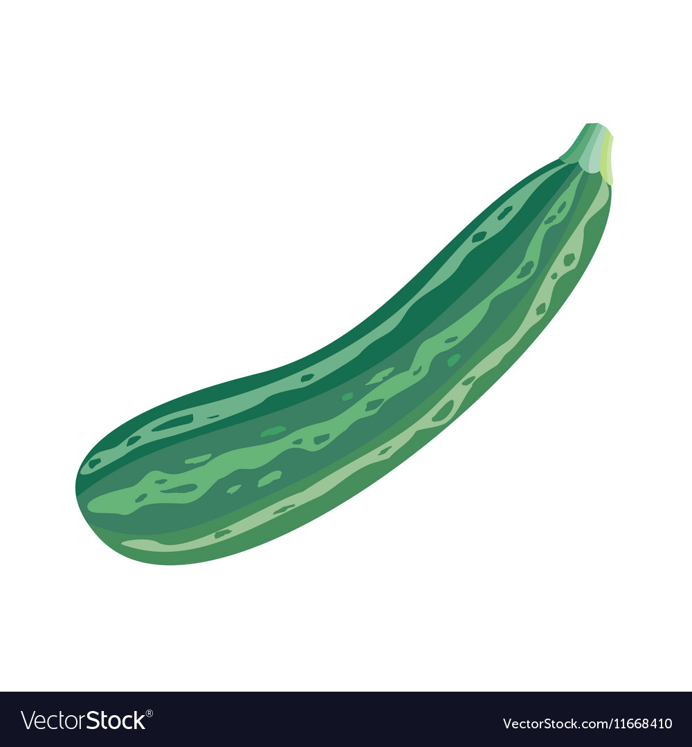 Green Marrow Squash - Vegetable