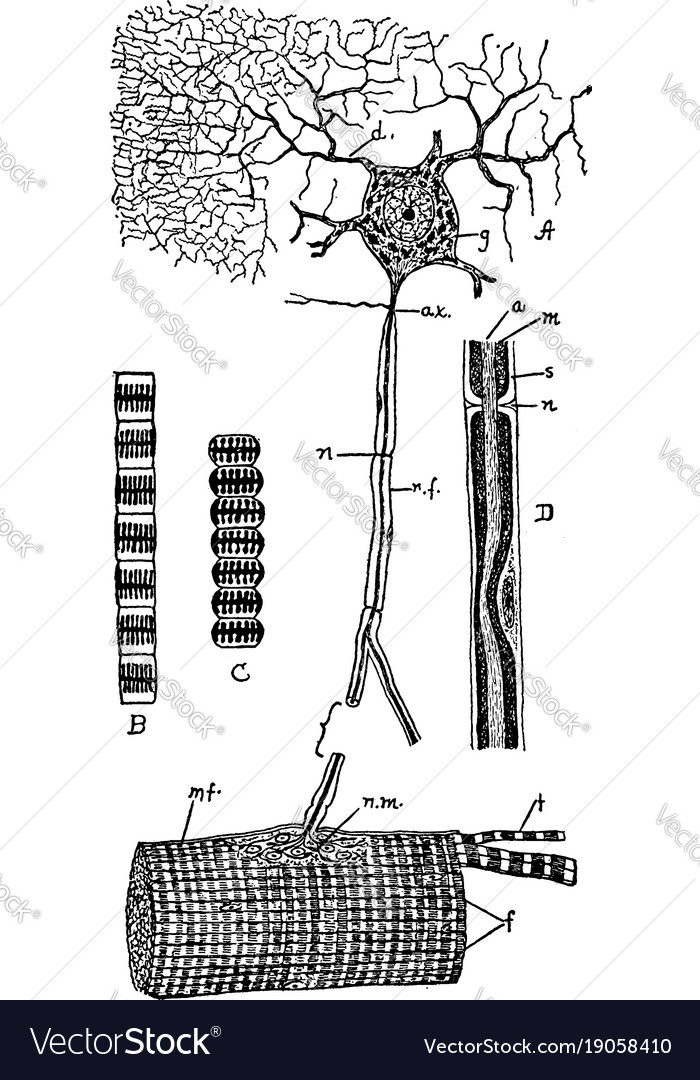 Muscular tissue vintage