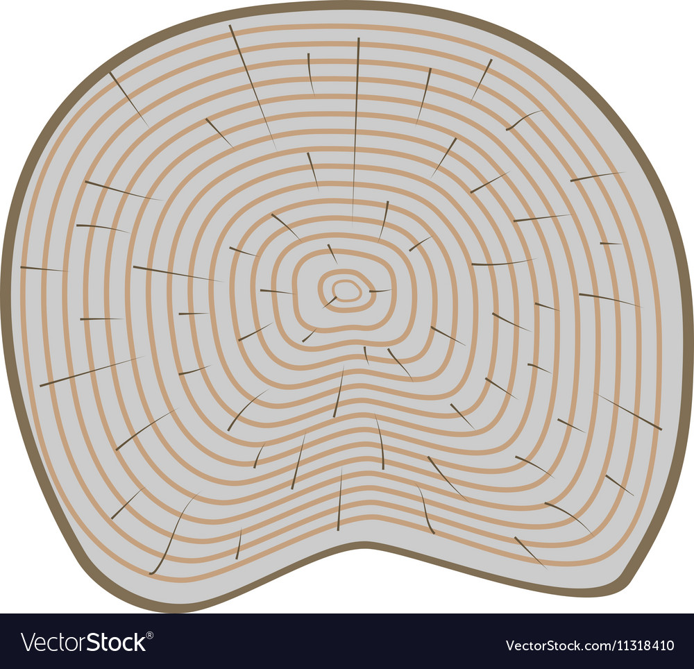 Tree slices isolated