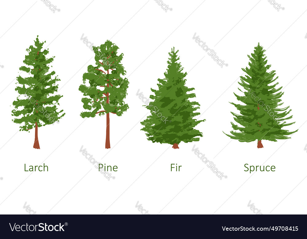 Coniferous trees set larch pine fir spruce Vector Image