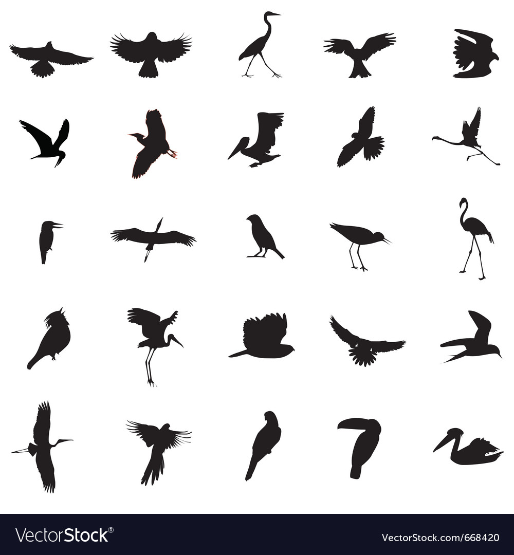 Collection of Bird Silhouettes