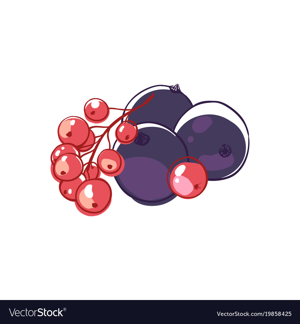 Black and red currants isolated icon