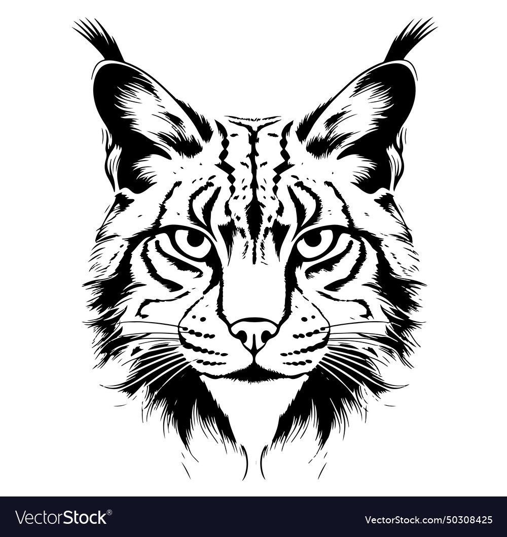 Lynx sketch drawn graphic portrait Royalty Free Vector Image