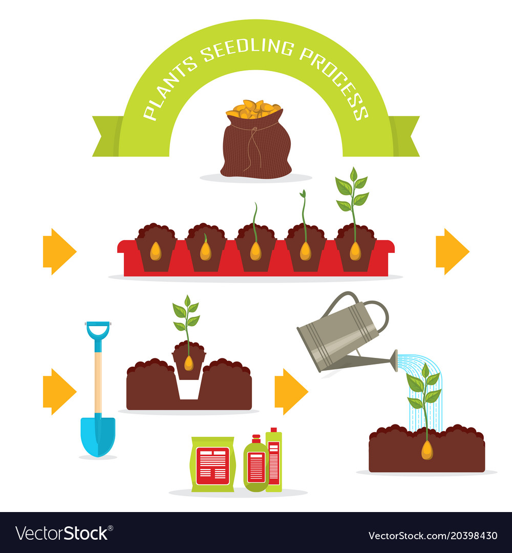 Plants seedling process set Royalty Free Vector Image