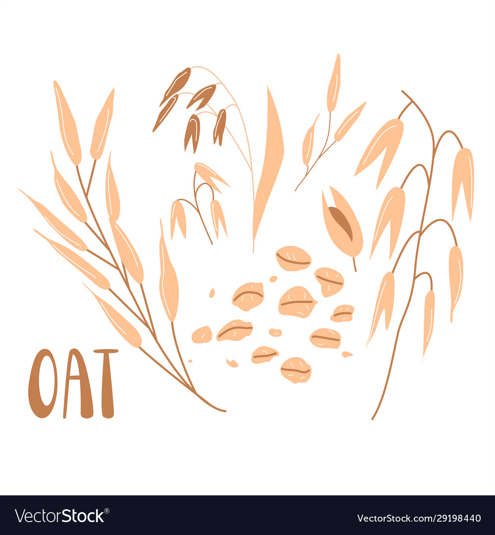 Cereal plants oat groats flakes