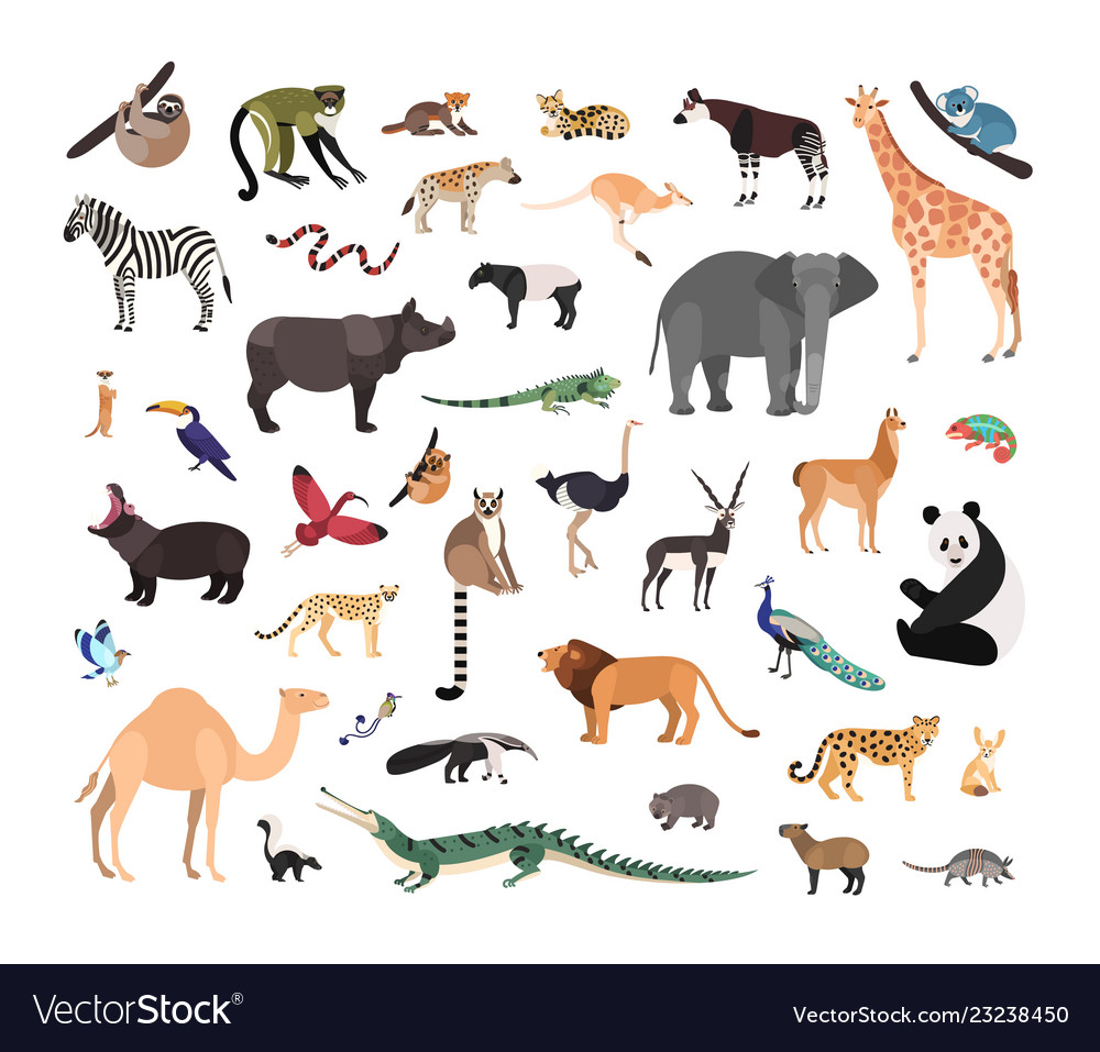 Collection of exotic wild animals isolated Vector Image Collection of exotic wild animals isolated Vector Image