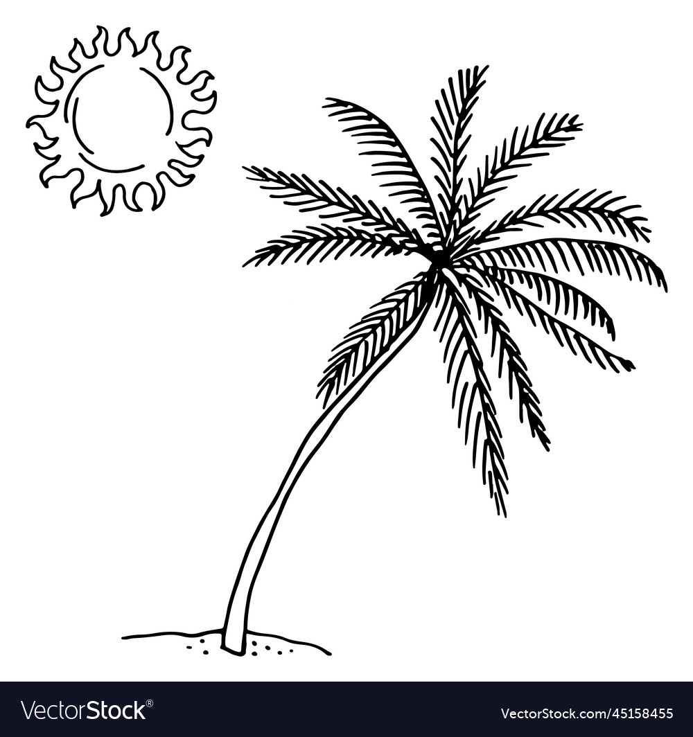 Palm Under Sun Drawing Summer Beach Doodle Vector Image 7714