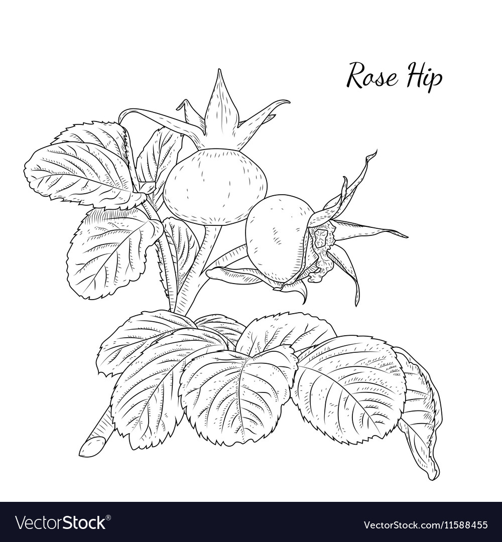 Rose hip dog hawthorne wild plant berries