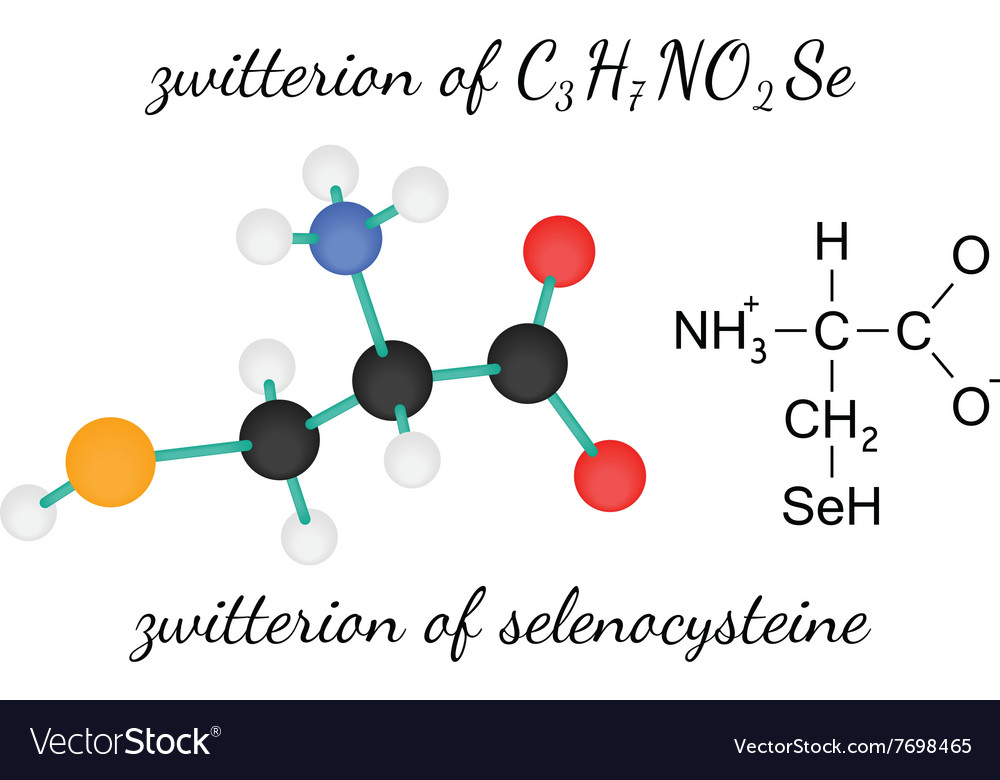 C3H7NO2Se zwitterion of selenocysteine amino acid Vector Image