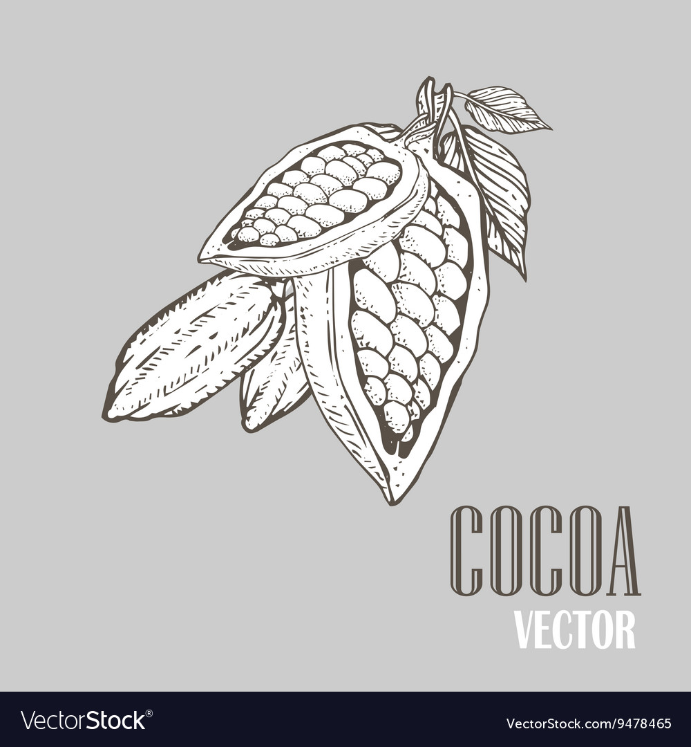 Cocoa