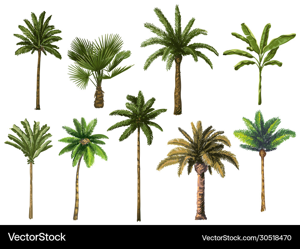 Colourful Hand Drawn Palm Tree Retro Tropical Vector Image Colourful Hand Drawn Palm Tree Retro Tropical Vector Image