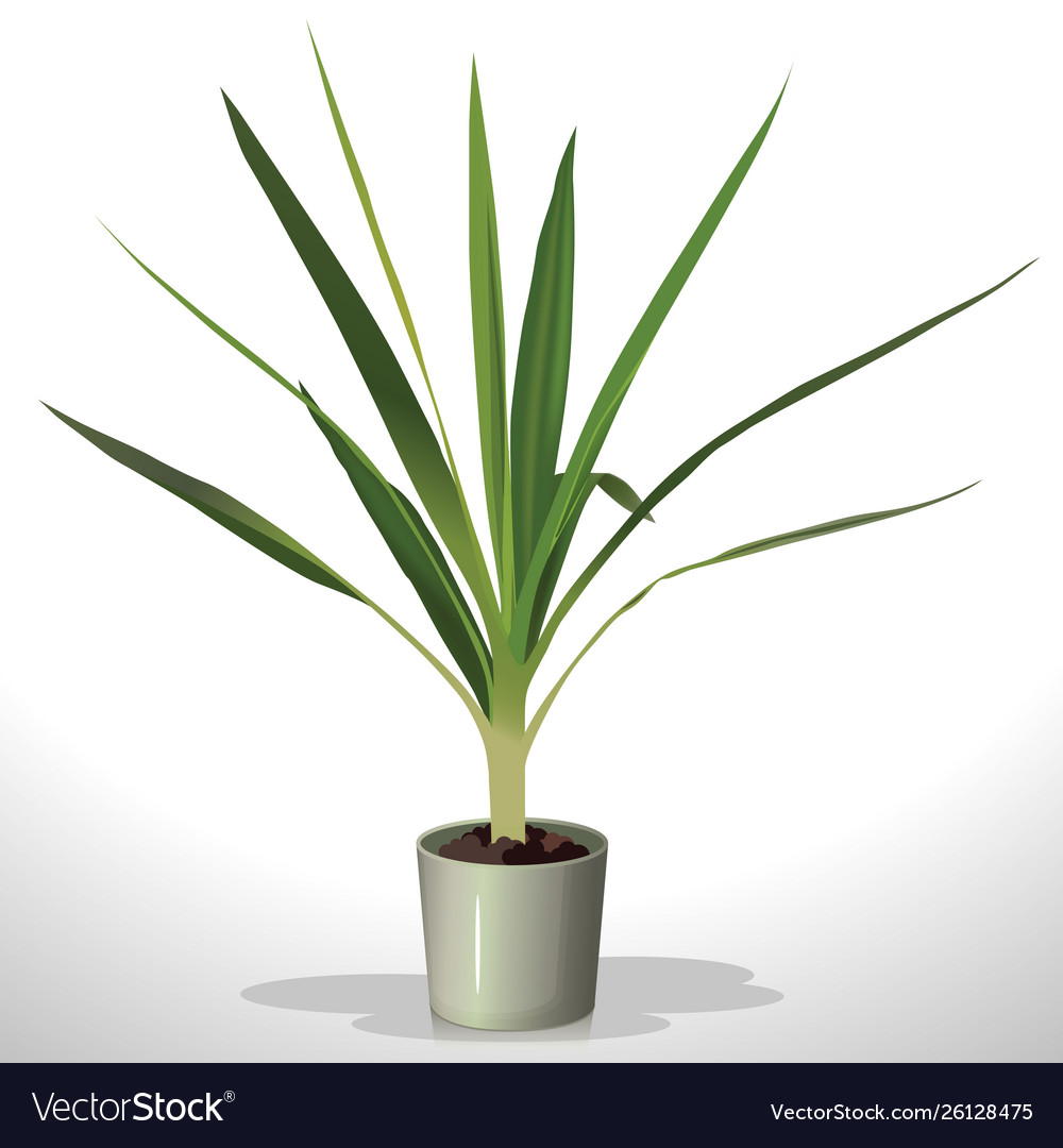 Realistic green indoor houseplant in pot