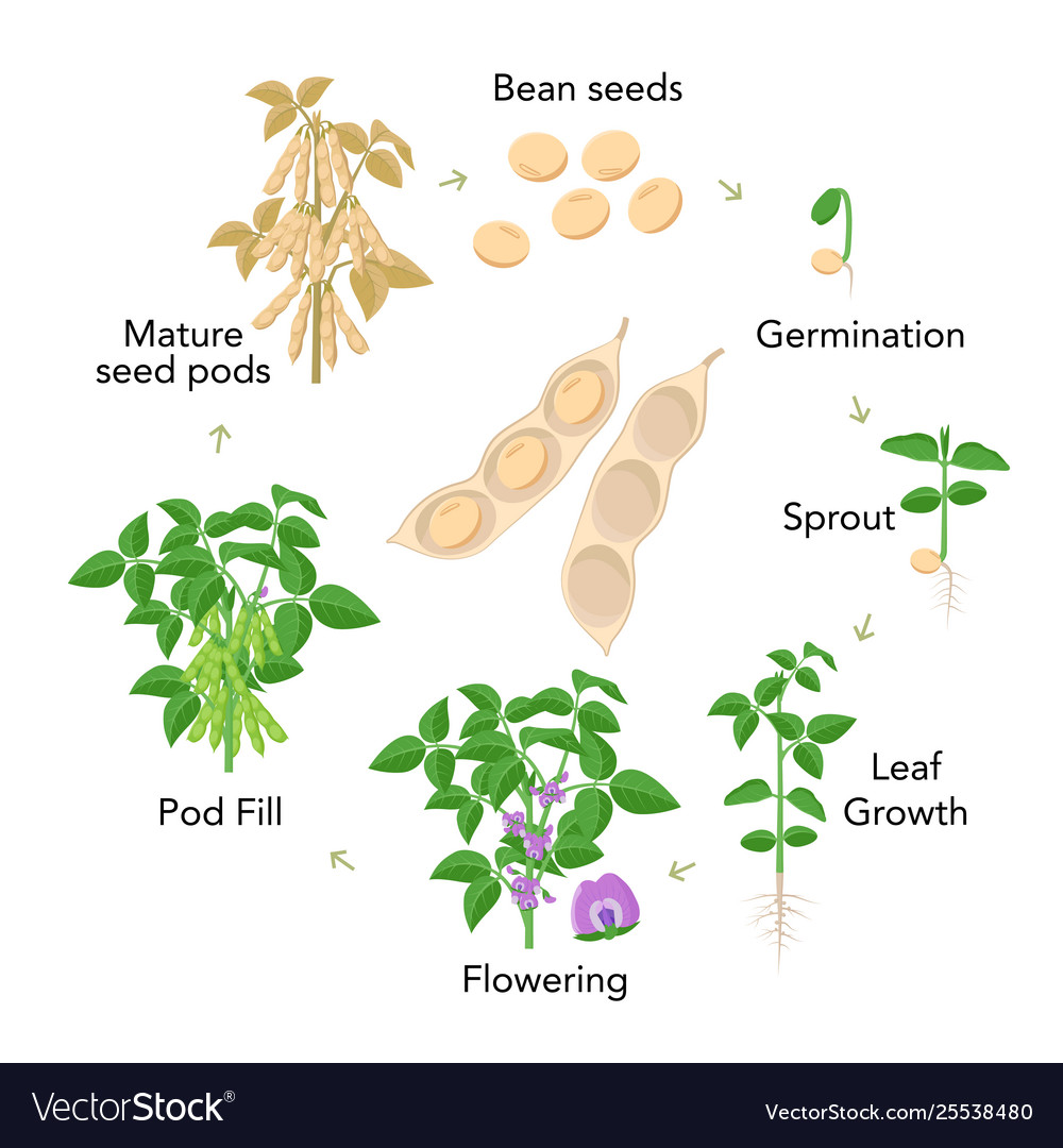 Soybean Plant Growth Stages Infographic Elements Vector Image