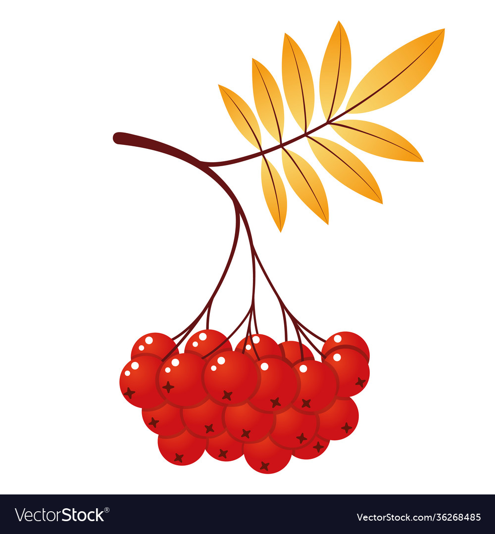 Rowan tree branch with leaves and berries