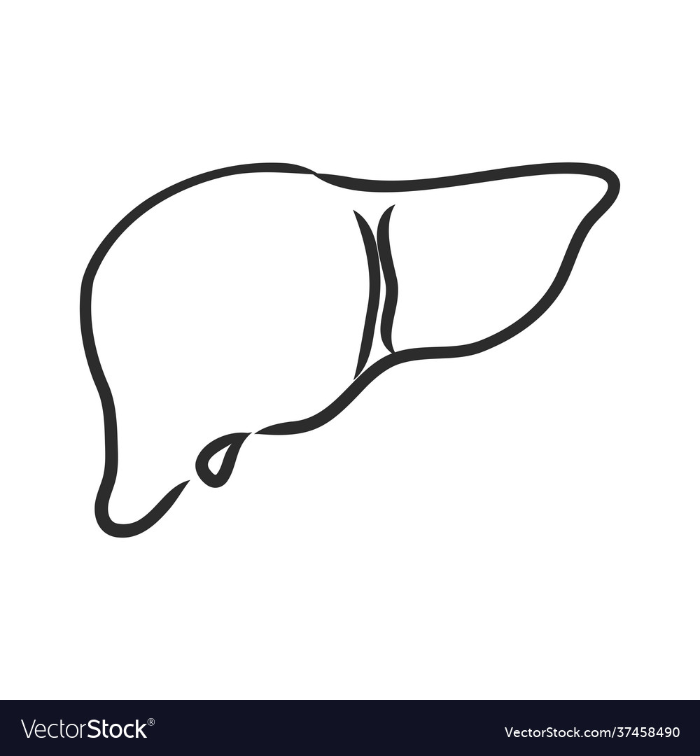 Human Liver Line Icon Isolated On White Royalty Free Vector