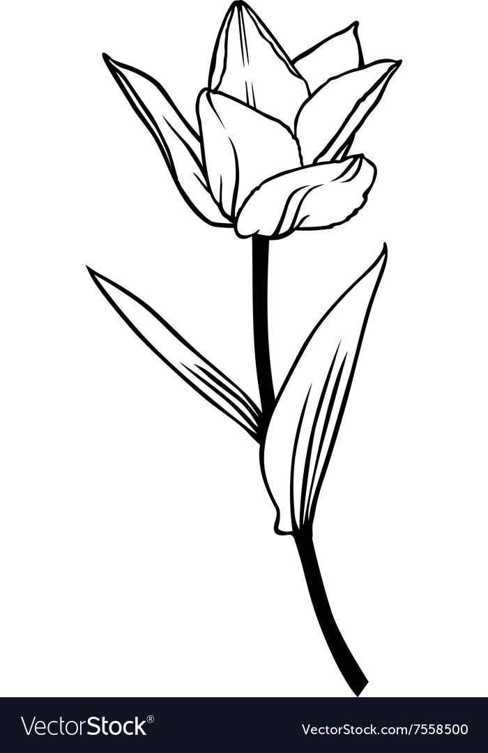 Tulip lily contour Royalty Free Vector Image - VectorStock