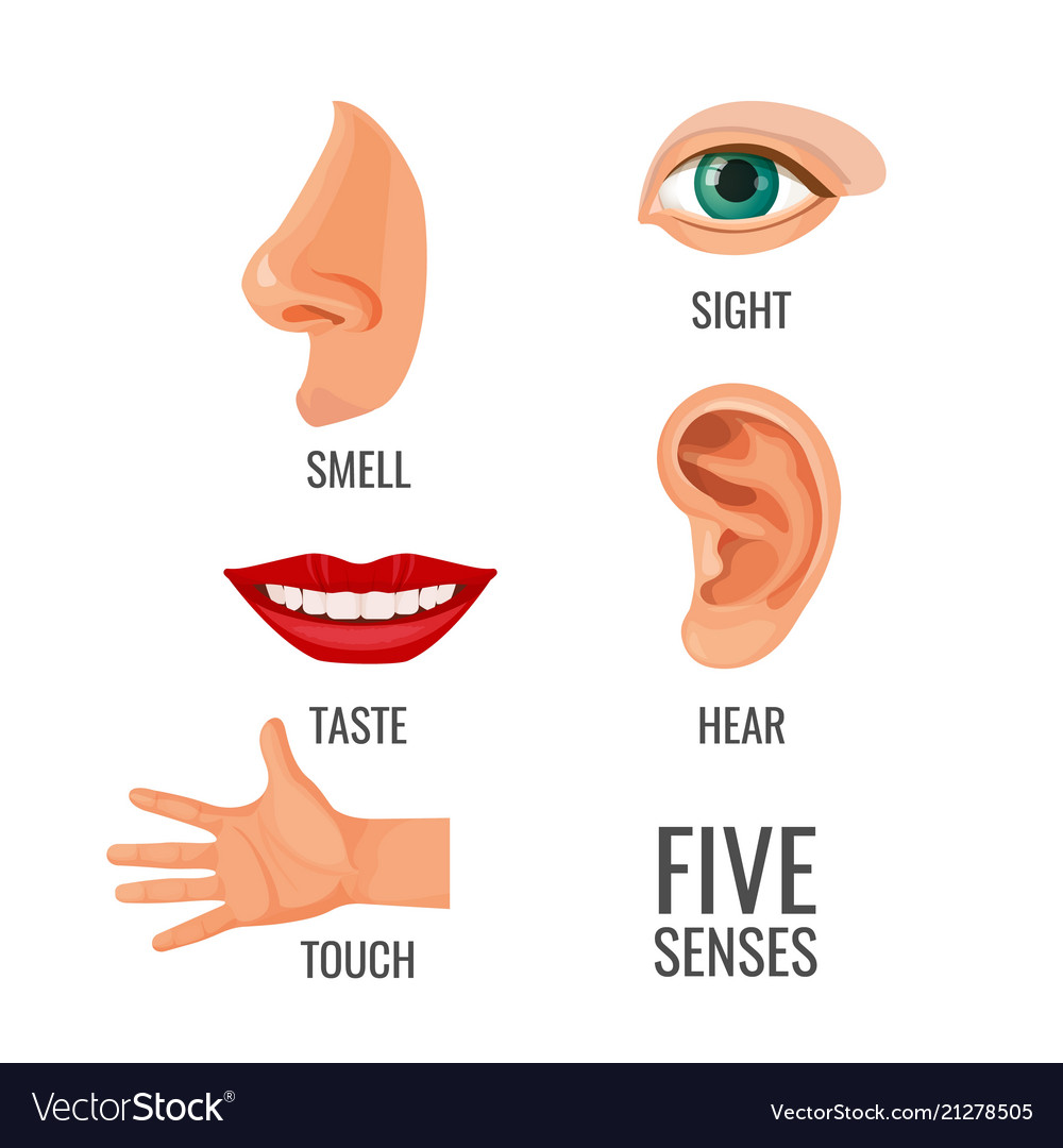 5 Senses Clip Art My XXX Hot Girl