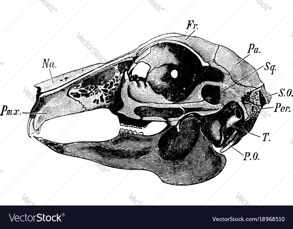 Featured image of post Rabbit Skull Drawing 44 3 core squadcore instagram