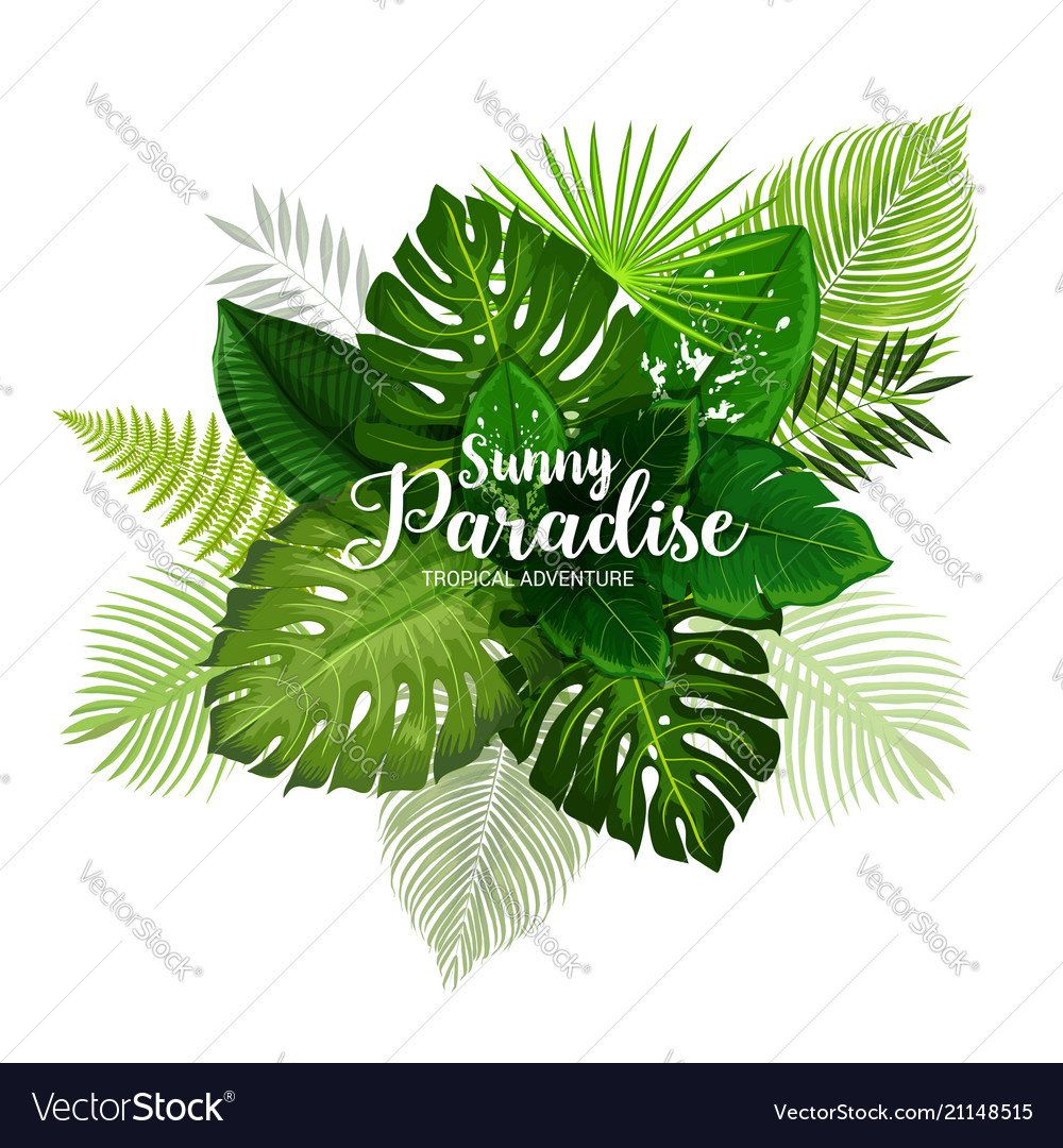 Summer Tropical Poster With Green Leaf Of Palm Vector Image