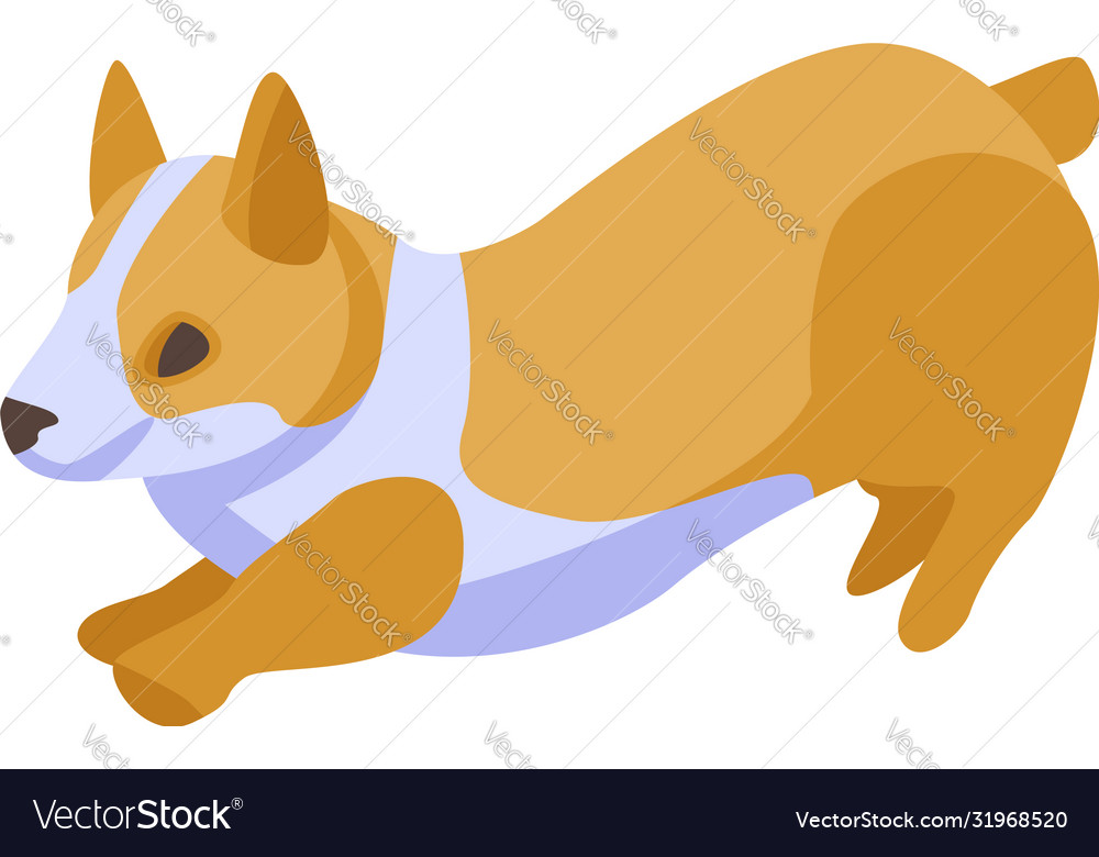 Playing corgi dogs icon isometric style Royalty Free Vector