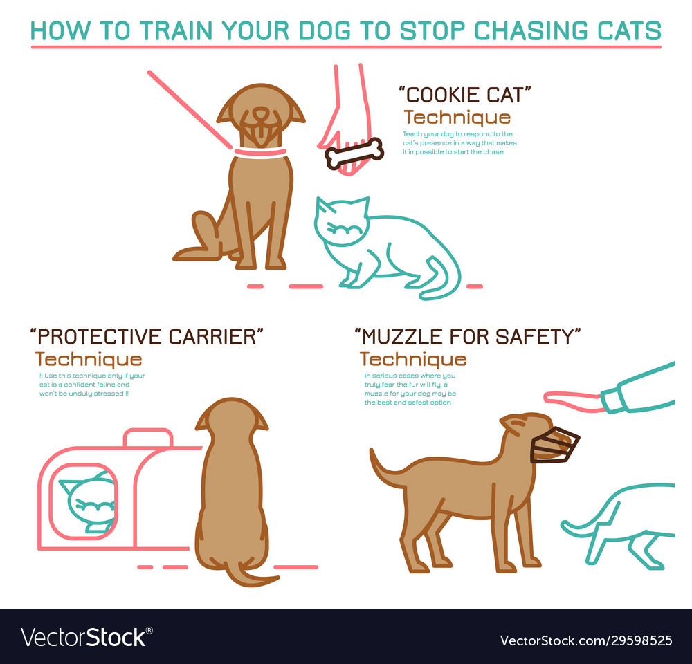 how to get a dog to not chase cats