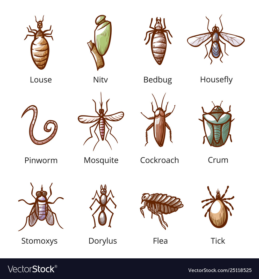 Parasite Classification Chart