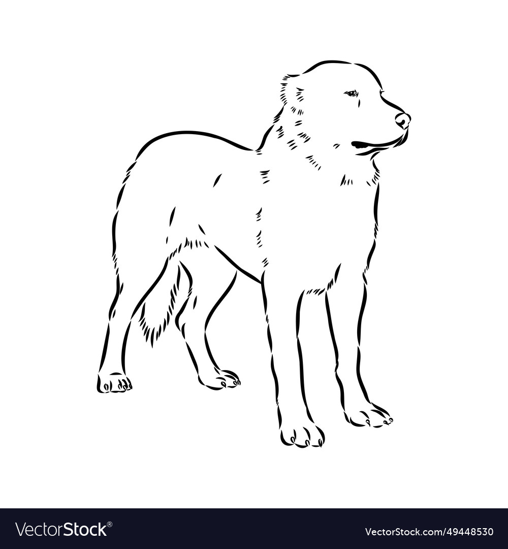 Akbash dog hand drawing isolated on white Vector Image