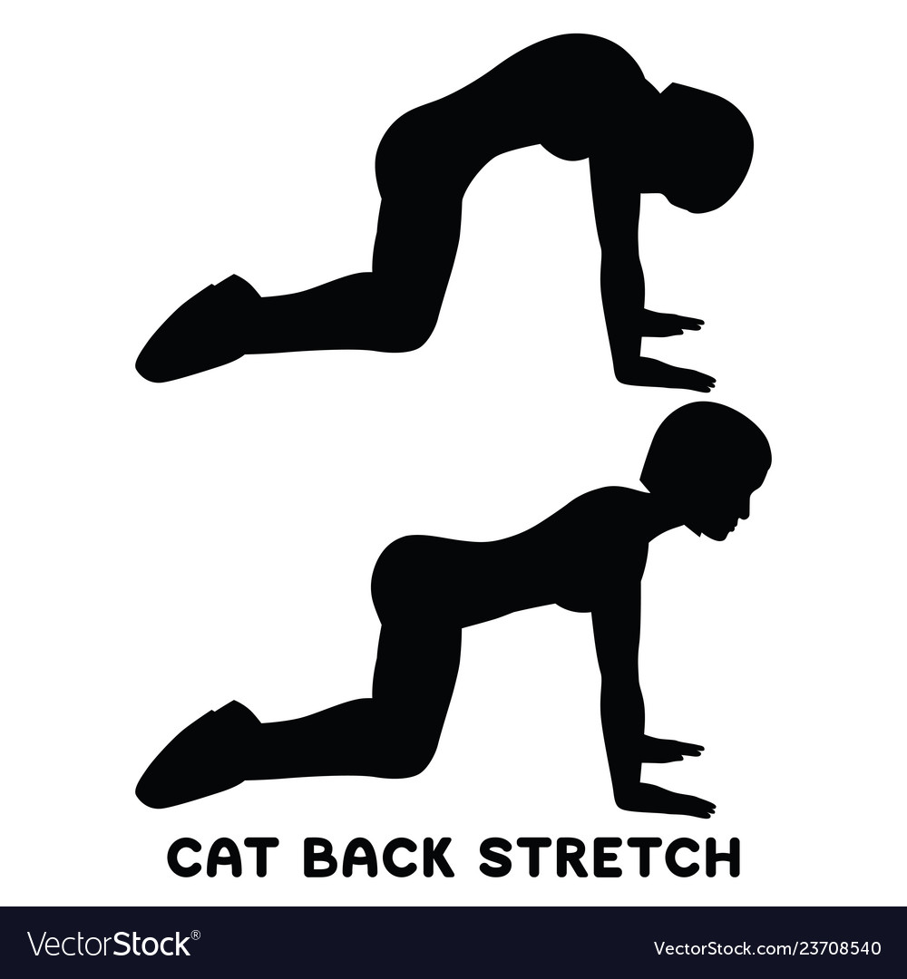 Cat back stretch backward camel sport