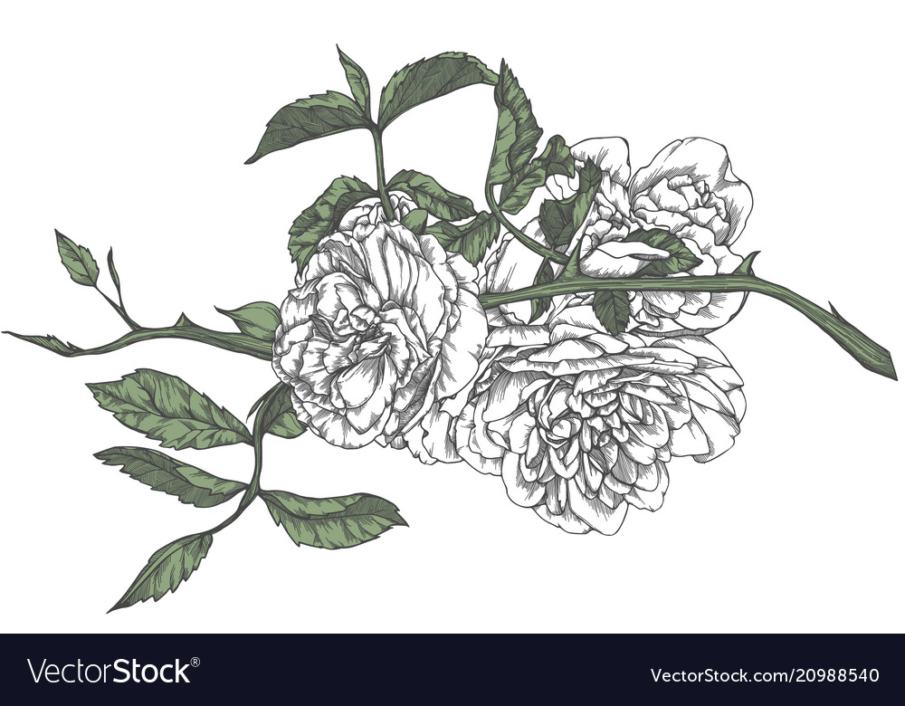 Hand Drawn Rose In Sketch Style Royalty Free Vector Image