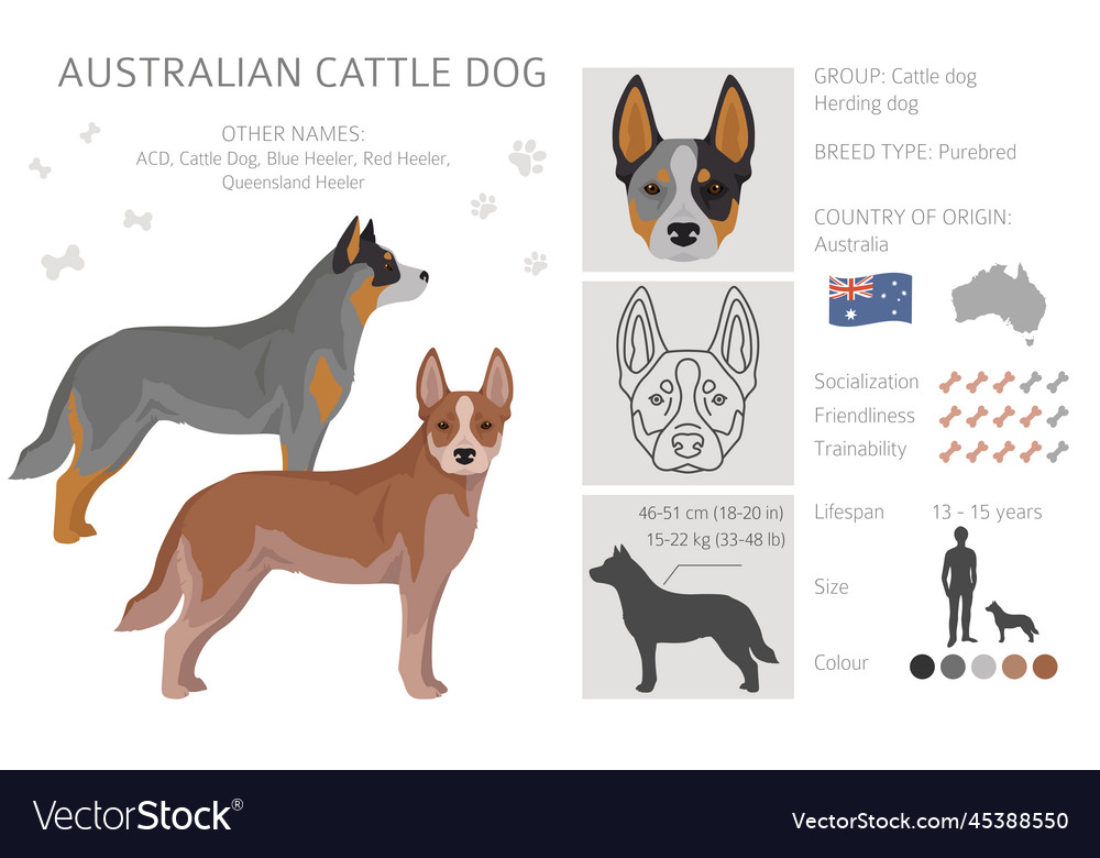 Australian cattle dog all colours clipart vector image Australian cattle dog all colours clipart