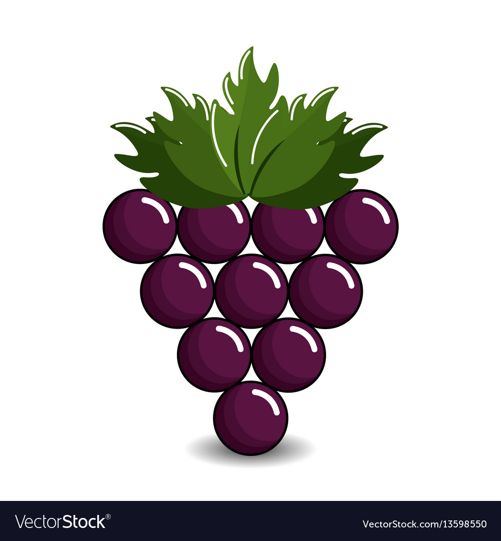 Grape cluster icon image vector image Grape cluster icon image