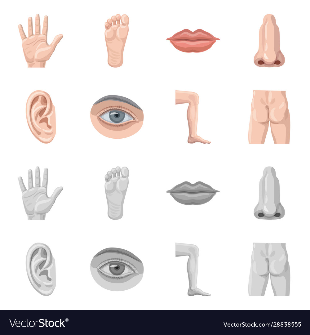 Isolated object human and part logo set vector image Isolated object human and part logo set