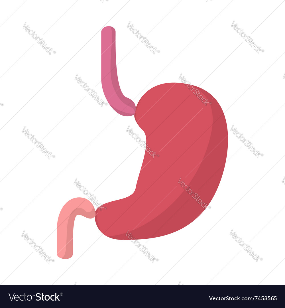 Stomach cartoon icon Royalty Free Vector Image