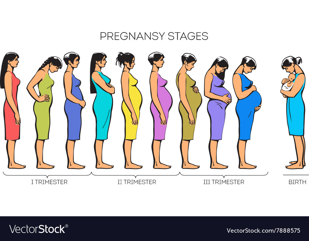 Women Pregnancy Stages Royalty Free Vector Image