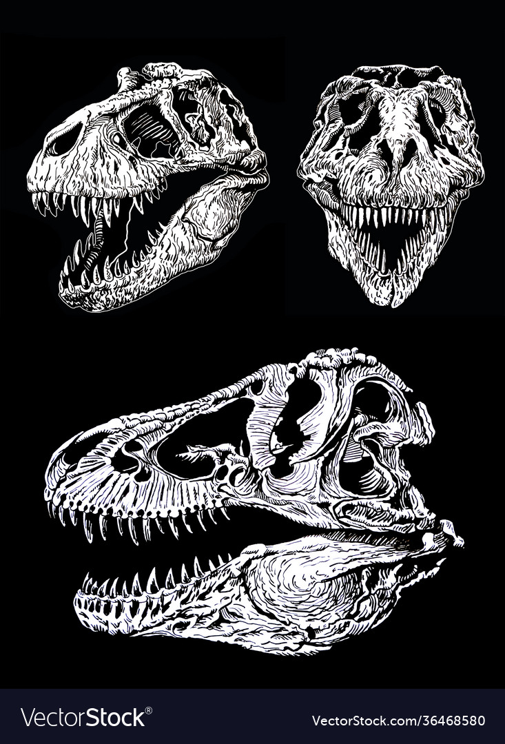 Graphical set skulls tyranosauruses isolated