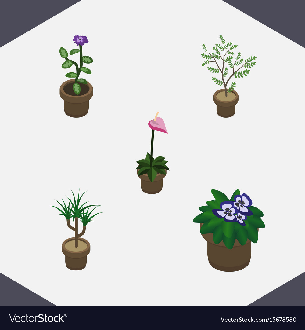 Isometric flower set of houseplant grower