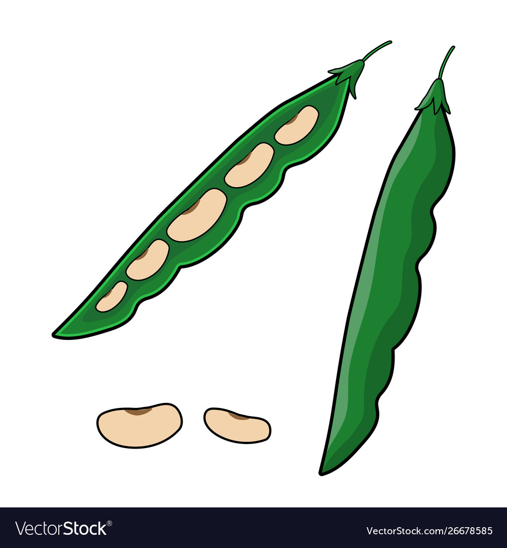 Pods green bean and beans string vector image Pods green bean and beans string