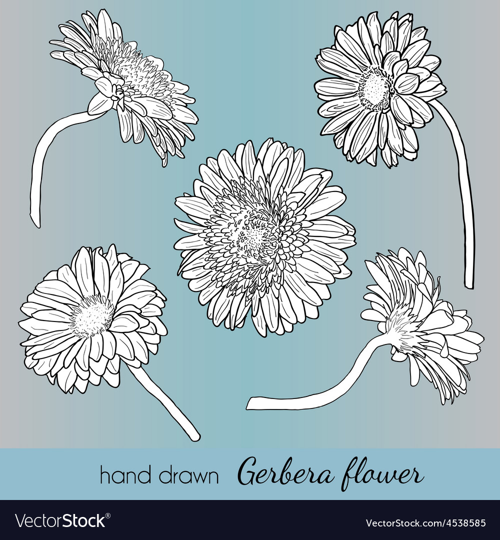 Set of hand drawn gerbera flowers can use