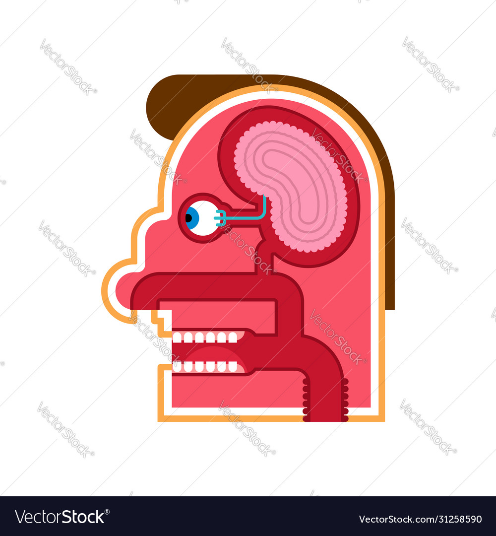 Head anatomy cartoon internal scheme brain